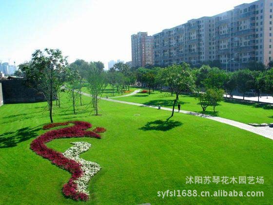 马尼拉 广场绿化 河边绿化 防沙固土 草坪 各种草坪