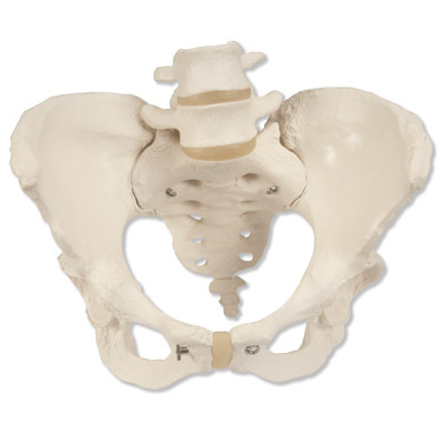 【进口女性骨盆骨骼模型人体骨骼模型进口盆骨