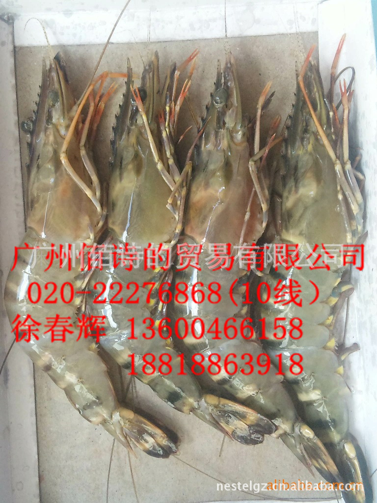 冰鲜海鲜九节虾 16头/盒 海虾 冻品代理 进口食品代理 酒店专供