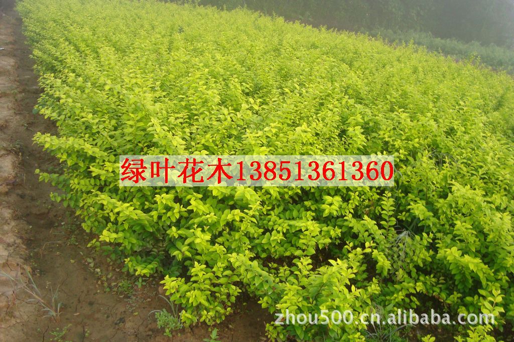 木-供应绿化苗木四季长青篱笆植物<em>小叶女贞</em>,黄