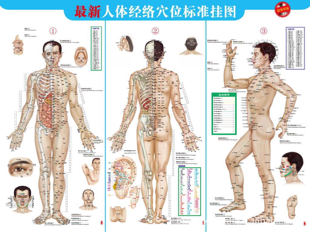 4开人体标准穴位挂图(男性正背侧)一体(正反面)