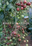 Black Cherry Tomato 美国原装 黑番茄种子 国内唯一原装进口