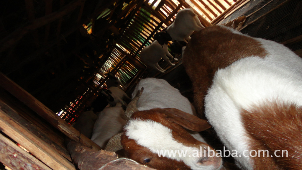 广西桂林的波尔山羊种羊,羊可以要长到40斤以