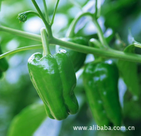 大量供应新鲜图片红皮毛豆猪肉土豆猪肉辣椒买豆角如何辨别母洋葱图片