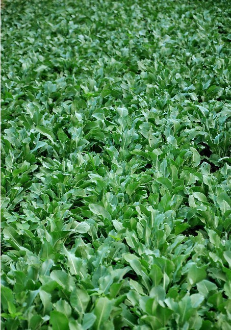 【中草药种子 板蓝根种子 靛青根 蓝靛根 菘蓝 大蓝根 马蓝根 蓝龙】价格,厂家,图片,其他种子种苗,沭阳县绿茵达商贸中心-马可波罗网