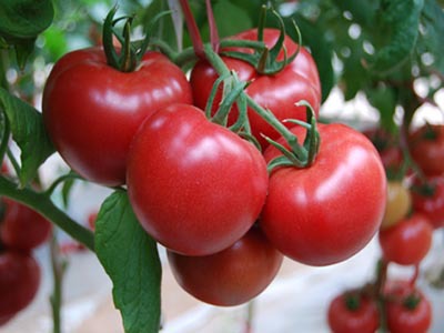 番茄种子--粉迪尼217/抗线虫/粉果/蔬菜种子/抗TY病毒/极早熟/