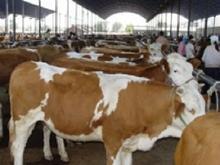 改良肉牛养殖场，肉牛养殖技术，肉牛价格