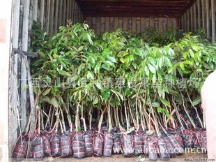 果树-供应妃子笑荔枝苗 嫁接苗 成活率高 苗木