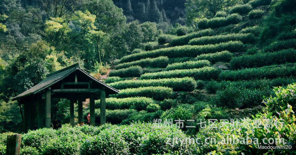 2014新茶 纯天然无农残正宗高山大佛龙井茶批发 绿茶 茶叶