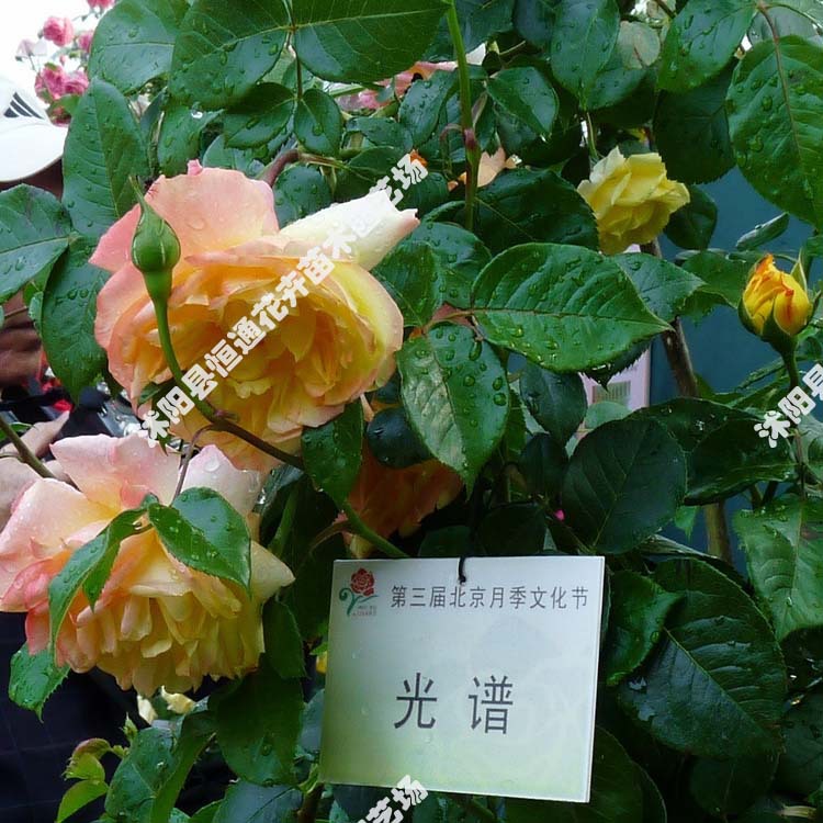 月季花 月季花苗 月季花小苗 黄色系 藤本月季 光谱 嫁接月季苗