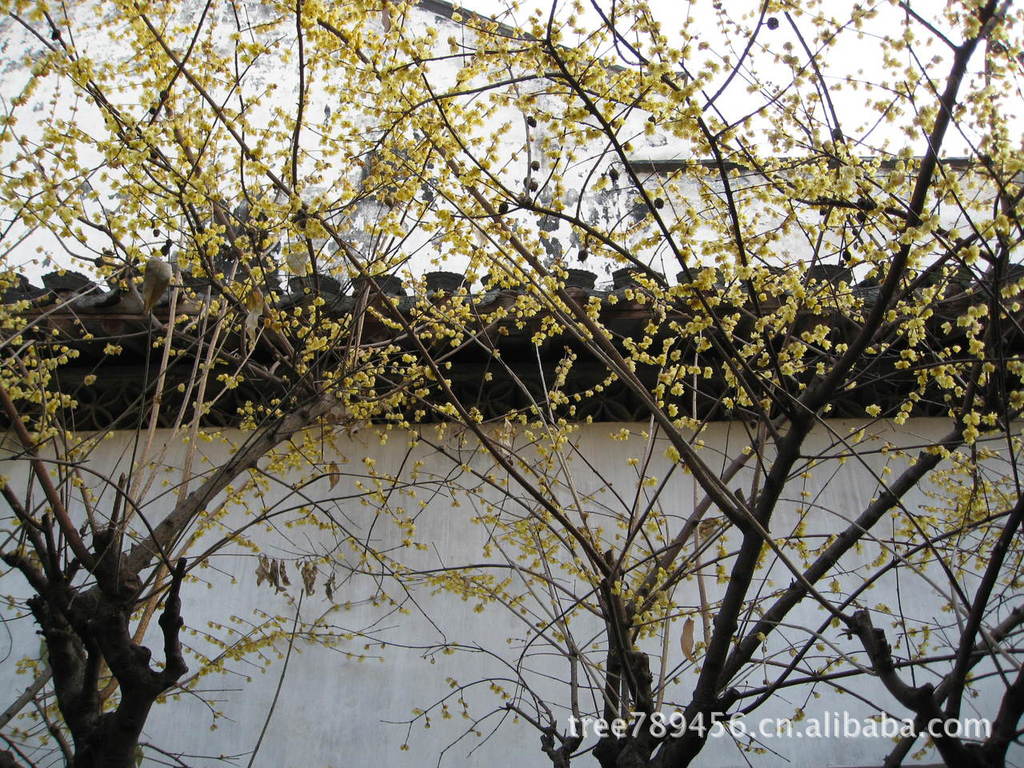 种苗、种子、种球-腊梅花种子 2013年腊梅种子