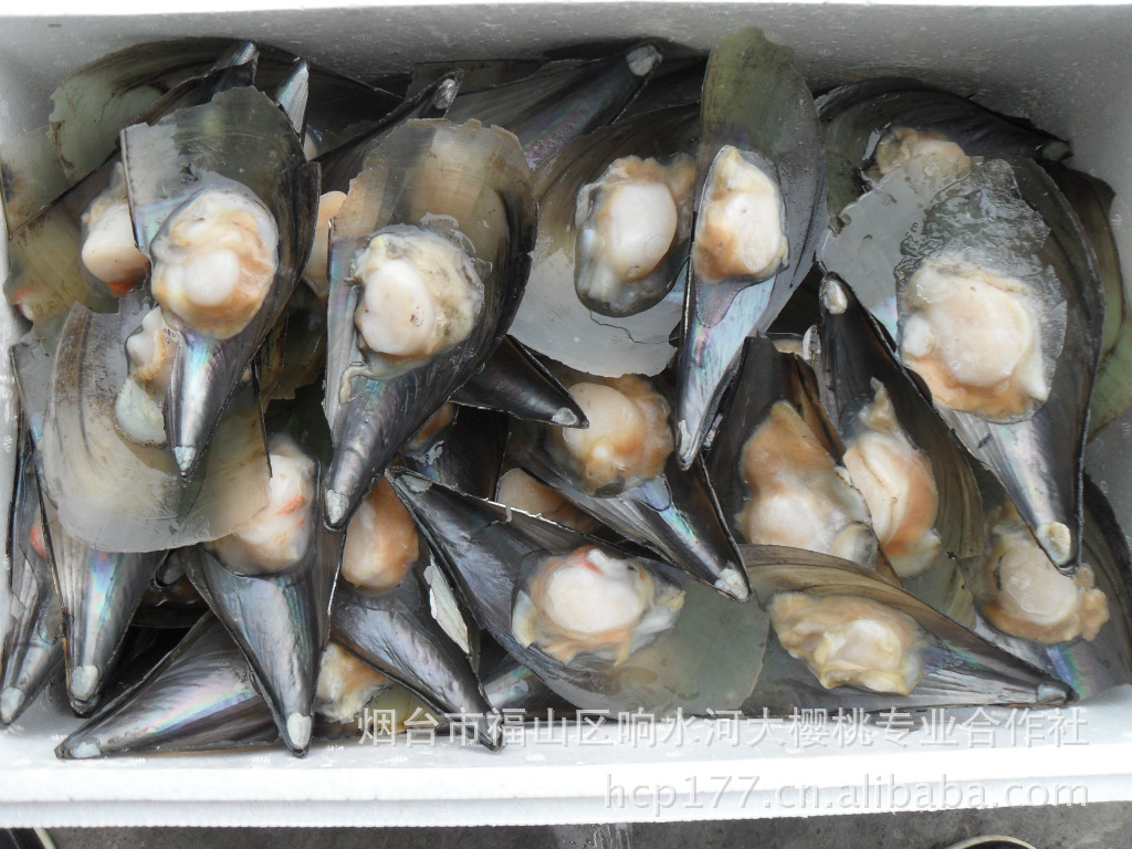 料理海产品批发,刺身切片,平贝,刺身江瑶贝,蝴蝶片