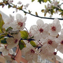 灌木-红叶李 绿化苗木 灌木 红紫色的叶子 2年苗