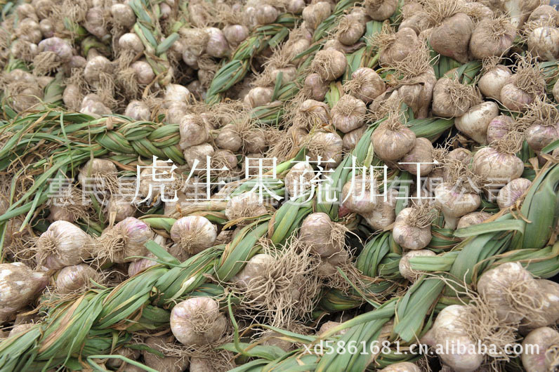 2012年的新鲜金乡大蒜冷库贮存-蒜价格及生产