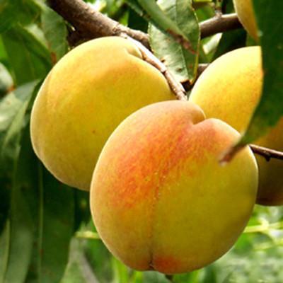 新鲜水果 嘉善锦绣黄桃 有机水果 品质保证 欢迎批发，订购