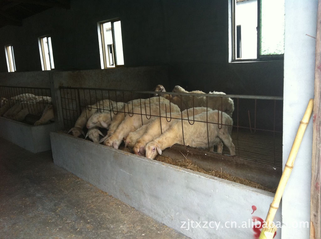 纯种湖羊种羊 一级种羊场 肉用绵羊 规模养殖