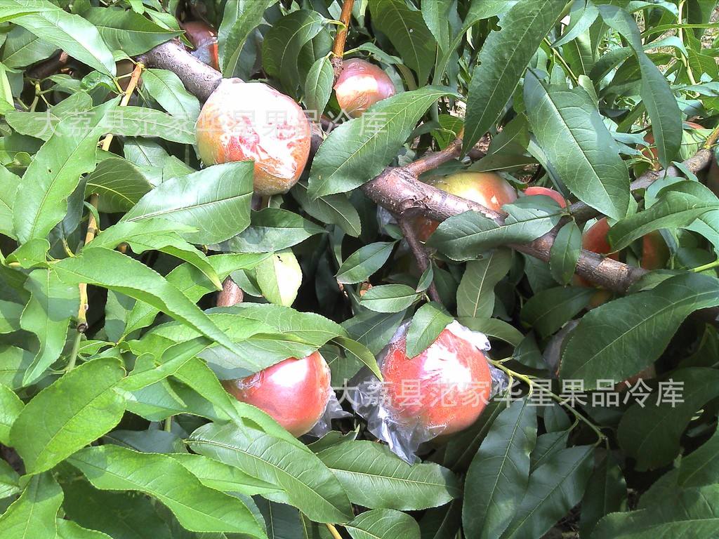 陕西大荔毛桃最新价格图片,陕西大荔毛桃最新