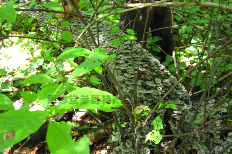 吉林 野生云芝 保肝护干 供应各大药厂 20吨现