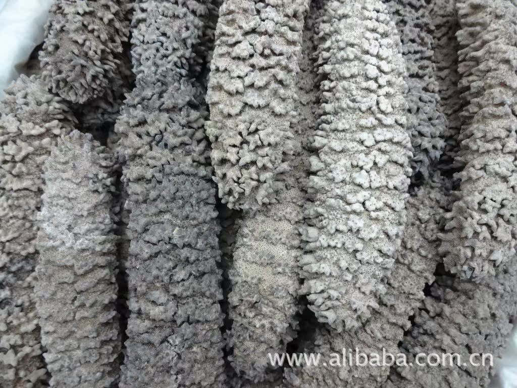 【淡干梅花参 特级梅花参】价格,厂家,图片,干制