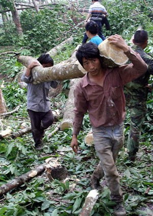柬埔寨 像胶树 全年批发 世界价格最低 原木 木