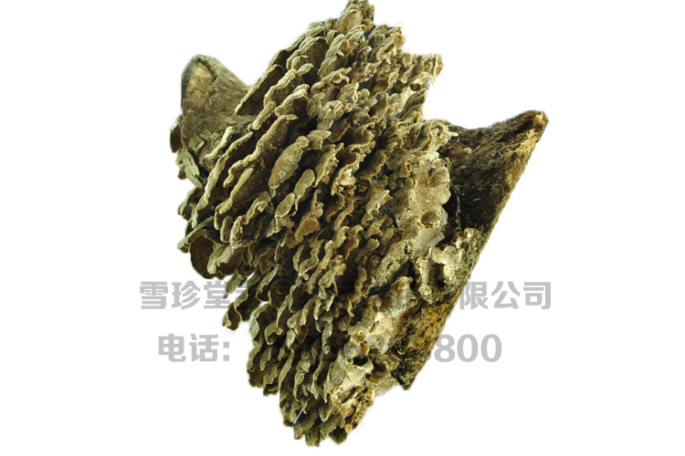 吉林 野生云芝 保肝护干 供应各大药厂 20吨现