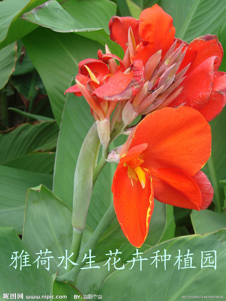 <em>水生植物</em>-【特价销售】矮化美人蕉,矮化美人蕉
