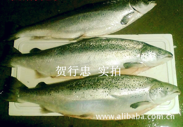 三文鱼 刺身 日本 料理 食材 寿司 挪威三文鱼 整