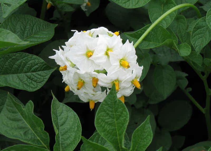 块茎类-批发土豆 马铃薯 洋芋批发 产地甘肃临