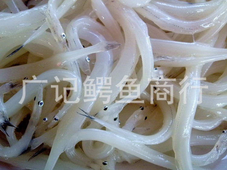 长期大量批发冰鲜白饭鱼 银鱼图片,长期大量批