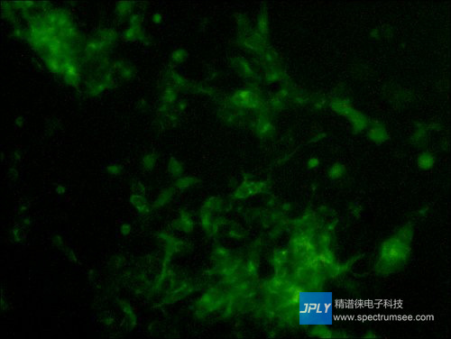 【显微成像 荧光显微镜相机 400万像素彩色冷