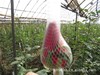 云南优质鲜花种植基地鲜花批发-------卡罗拉(红玫瑰)