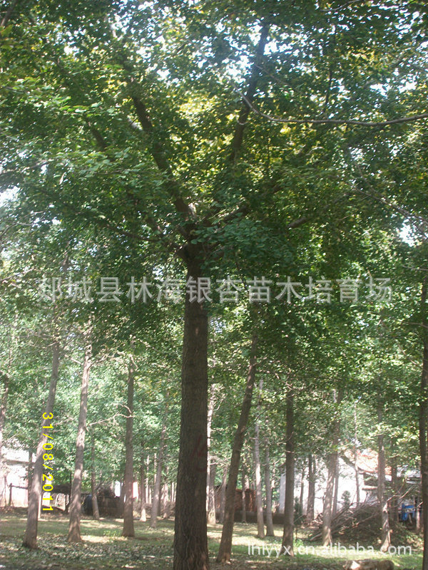低价出售 嫁接银杏 30CM嫁接银杏 银杏 嫁接 嫁