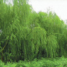 植物提取物-水杨苷98% 水杨甙Salicin 水杨甙98% 供应水杨甙 水杨苷