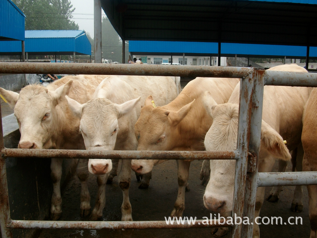 山东佳乐牧业大型肉羊肉牛养殖基地