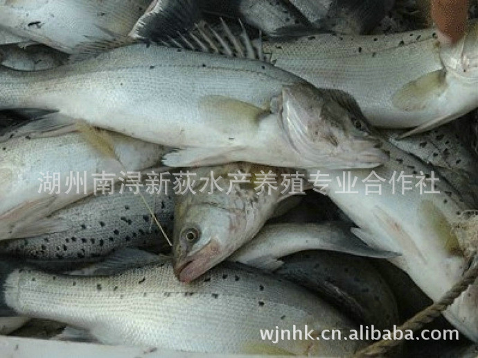 鱼类-专业出售 淡水鲈鱼苗 鲈鱼苗价格 实惠-鱼