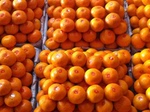 橘子_橘子供应商_橘子批发市场
