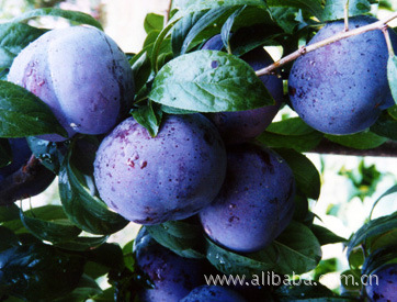 【黑宝石李 李子】价格,厂家,图片,李子,刘永红