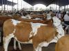 AAA級養殖場提供肉牛品種肉牛養殖肉牛價格肉牛養殖技術