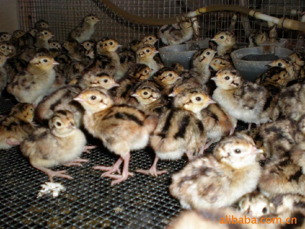 商品鸡-大量收购野鸡商品鸡一八六七四五九五