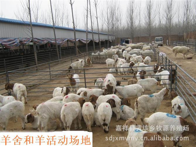 浙江肉羊養殖場 肉羊價格 波爾山羊養殖成本低 效益高