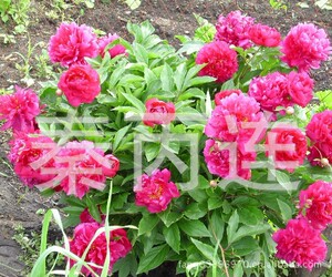 【牡丹苗种植】牡丹苗种植价格\/图片_牡丹苗种