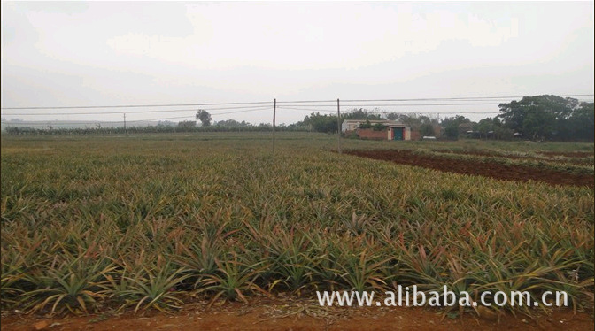 菠萝是自家特产,供应批发广东湛江产地直销菠