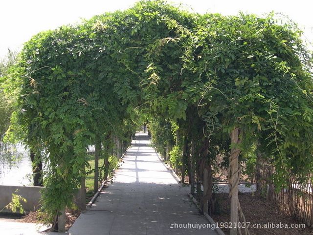 木香花 结香花 紫藤 凌霄 藤本月季等绿化苗木     紫藤为长寿树种