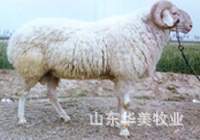 山东华美牧业常年供应种羊肉羊价格
