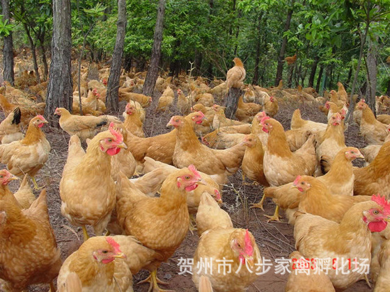 【直销 广西三黄鸡苗 贺州信都三黄鸡苗 三黄鸡