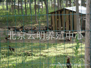 鸡-北京最大的柴鸡养殖中心供应纯正华北柴鸡
