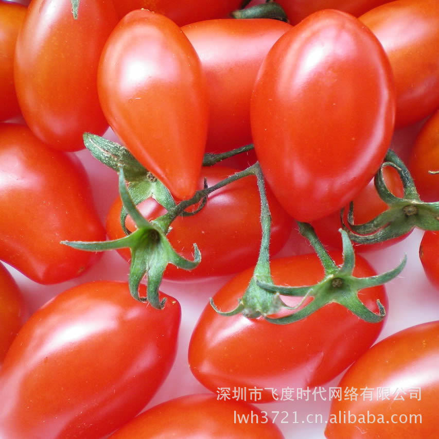 番茄种子 美味樱桃番茄 红<em>圣女果</em> 珍珠番茄 原厂
