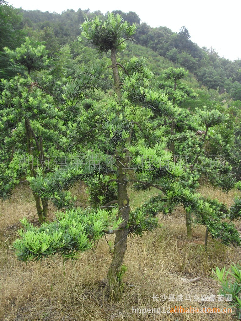 【湖南苗圃罗汉松基地】供应优质 别墅 园林布景造型原生罗汉松树