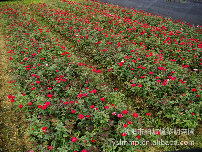 灌木-产地热销优质月季 免费装车 代办托运-灌