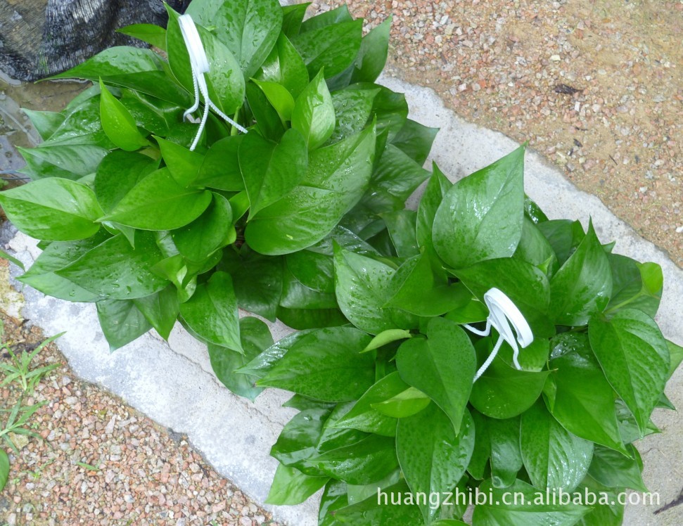 【基地大量批发 优质绿萝吊兰 室内盆栽】价格